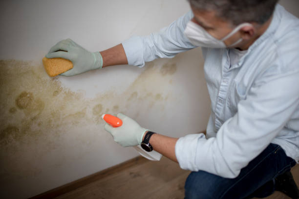 Best White Mold Remediation in Ashland City, TN