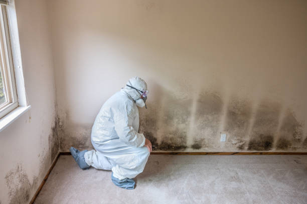 Best Post-Flood Mold Remediation in Ashland City, TN