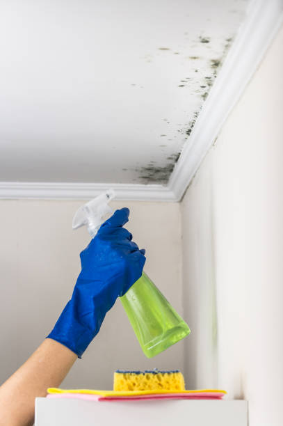 Best Black Mold Remediation in Ashland City, TN